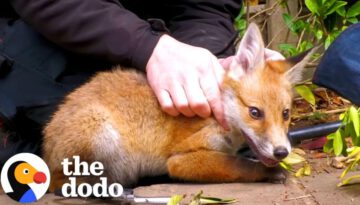 Tangled Baby Fox Calms Down For His Rescuer