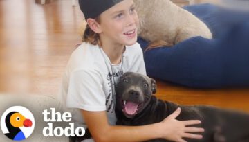 Boy Begs His Mom To Keep The Dog They Rescued From The Street