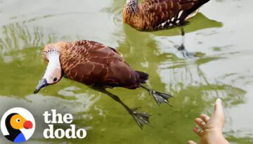 Ducks Ask Woman To Help Their Friend Who Isn’t Moving