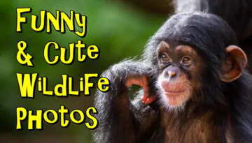 Funny And Cute Wildlife Photography