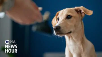 How Button Boards Are Changing Human-Canine Communication