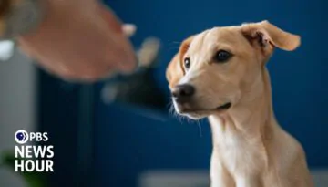 How Button Boards Are Changing Human-Canine Communication