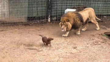 Lion Missed His Dachshund Friend So Much He Stopped Eating