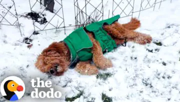 Narcoleptic Dog Falls Asleep Every Time He’s Happy