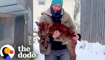 Rescued Baby Cow’s First Friends Are Two Huge Puppies