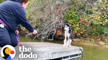 Terrified Husky Gets Rescued From Dock In The Freezing Cold