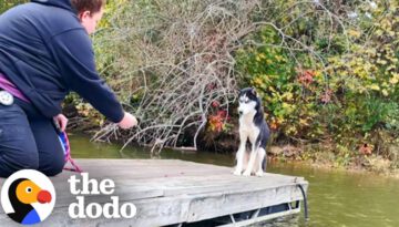 Terrified Husky Gets Rescued From Dock In The Freezing Cold