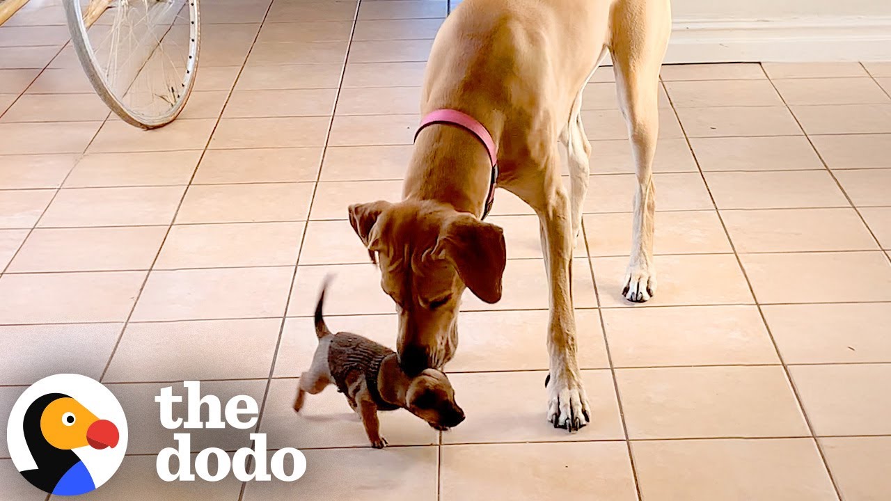 Tiny Puppy Moves In With Enormous Great Dane – Their Bond Is Adorable