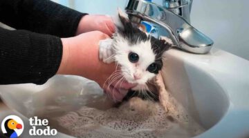 Angry Feral Cat Transforms After First Bath