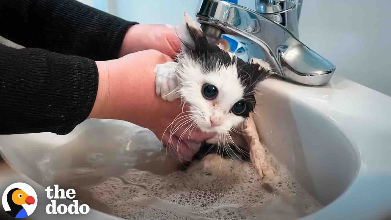 Angry Feral Cat Transforms After First Bath