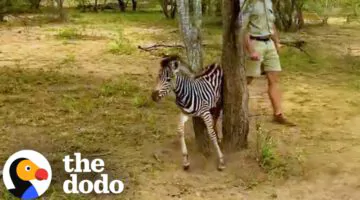 Baby Zebra Stuck In A Tree Gets Rescued By Rangers