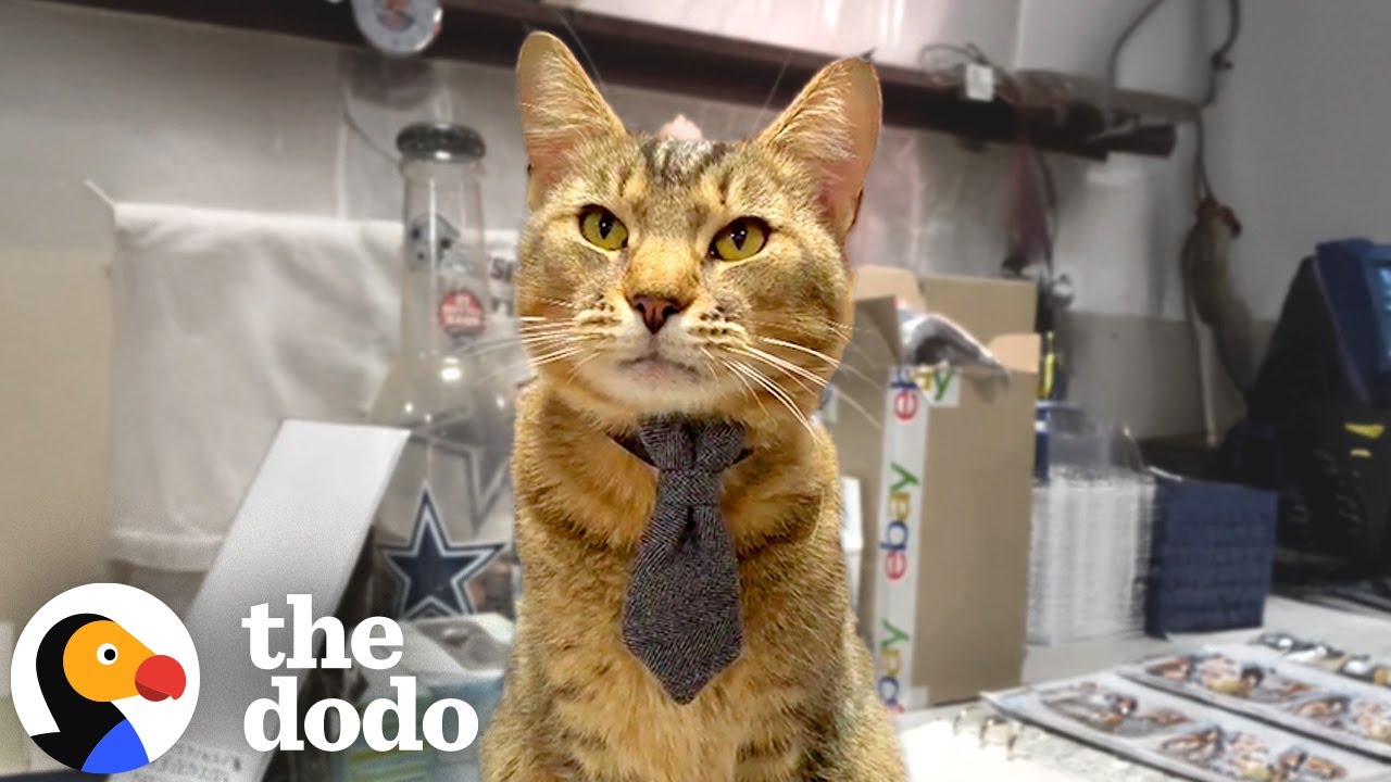 Cat Shows Up On Time For Work Every Day