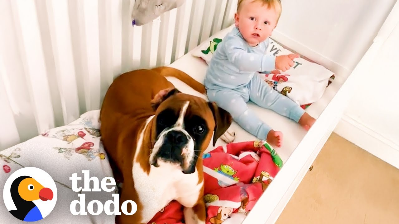 Dog Visits His Human Baby Brother’s Crib Every Morning