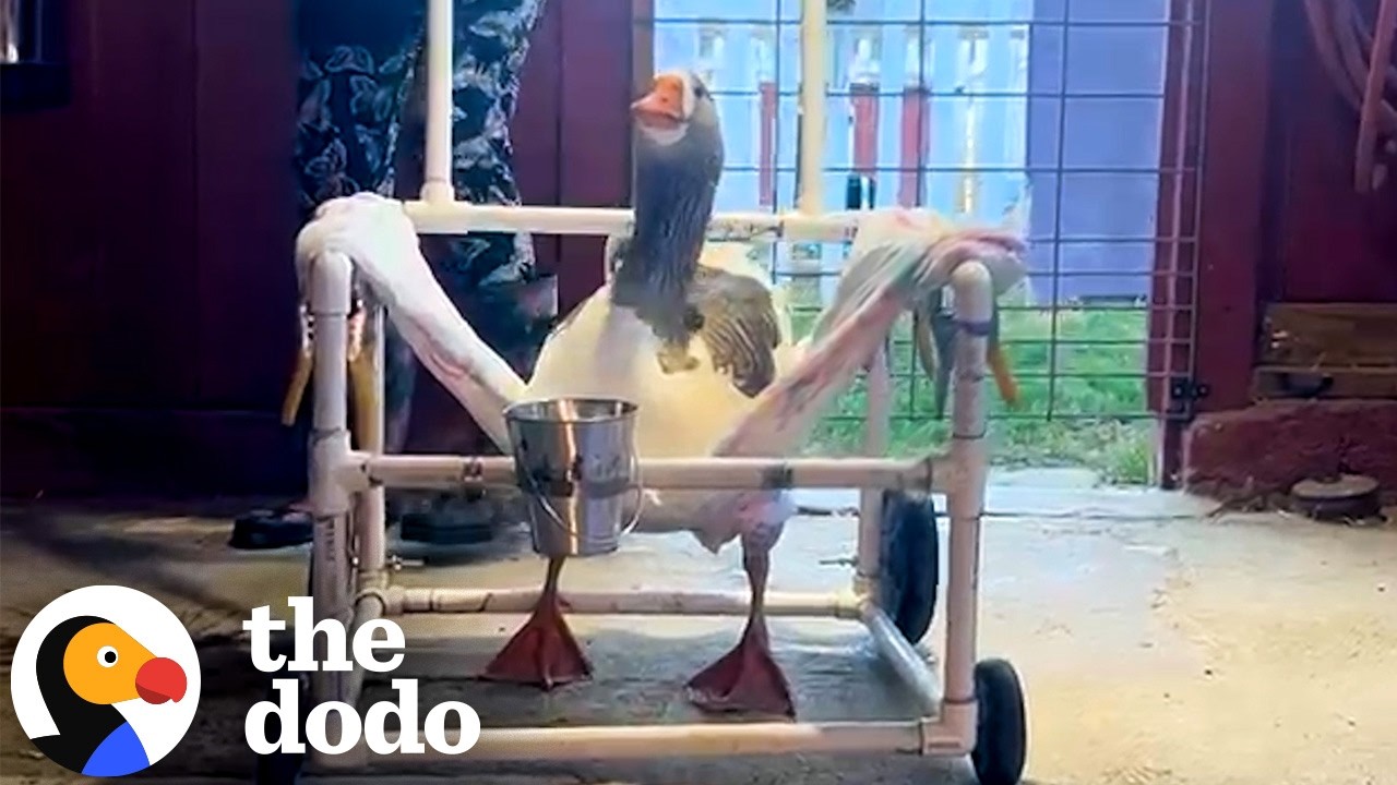 Goose Who Couldn’t Walk Now Runs to His Friends