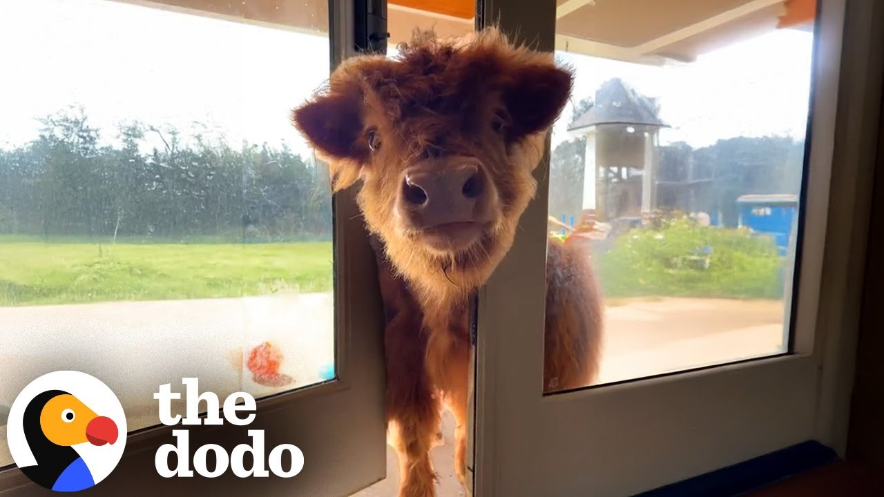 Mom Sneaks Cows Into The House