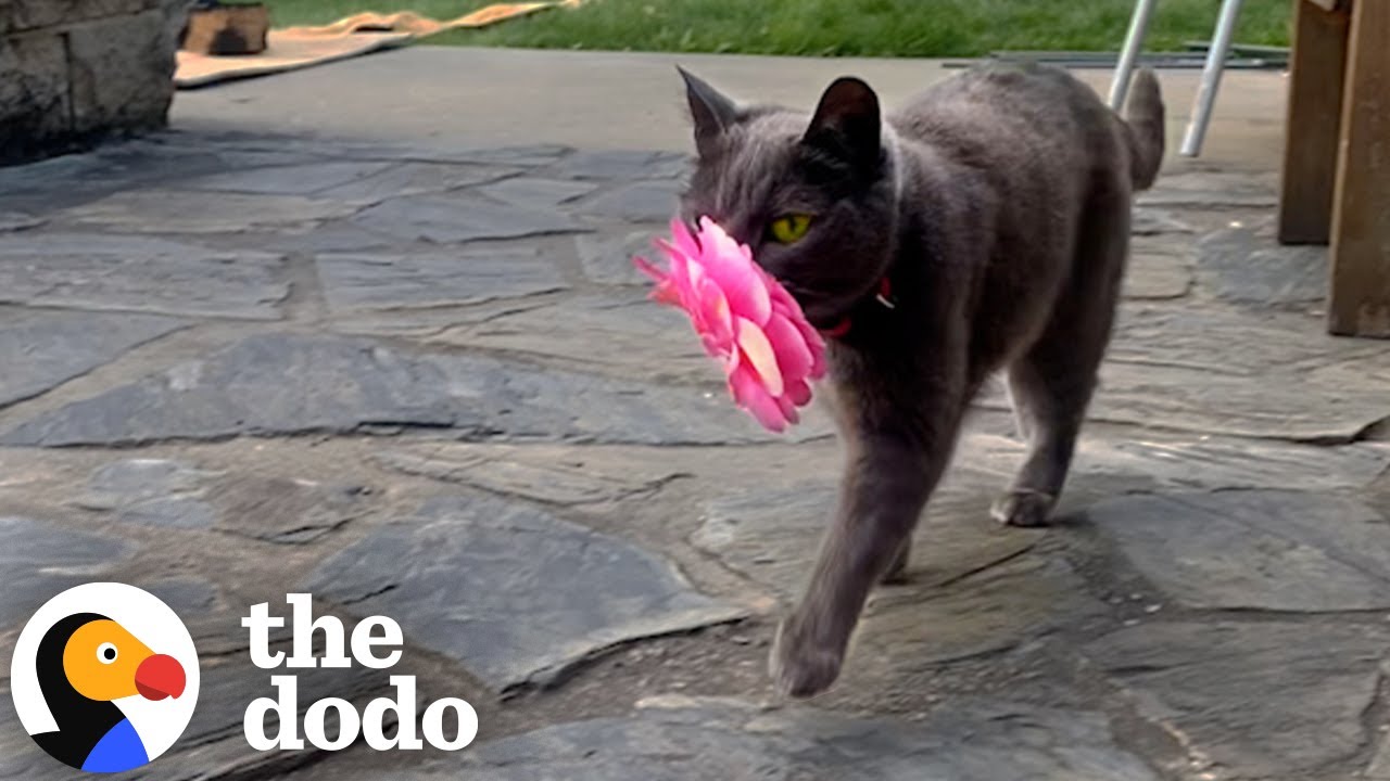 Stray Cat Kept Bringing Woman Flowers Until She Let Her Inside