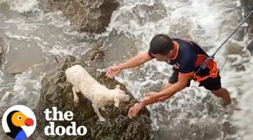 Terrified Dog Stranded on Rocks Rescued in Intense Rescue Mission