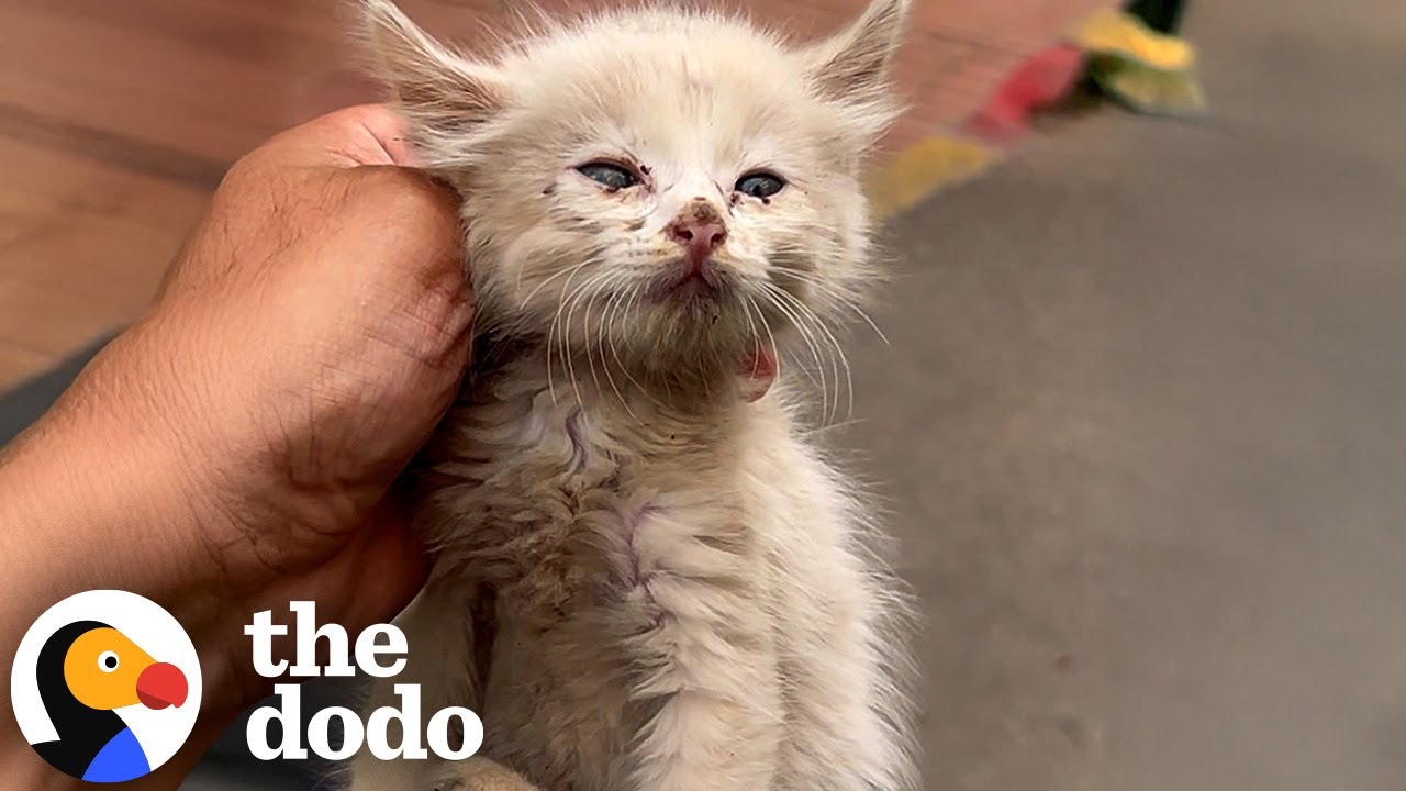 The Tiny Rescue Kitten Saved at the Last Minute Now Needs a Loving Home