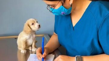 When Your Dog Is Trying to Sweet Talk The Vet – Funniest Dog Reaction