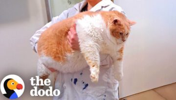43-Pound Cat Goes On Inspirational Weight Loss Journey