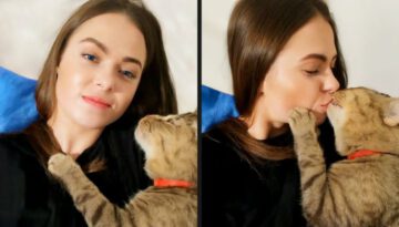 A Cat With Infinite Rizz