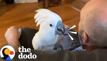 Cockatoo Runs To Dad When He Comes Home From Work Every Day