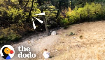 Couple Hears An Animal Crying For Help While Hiking