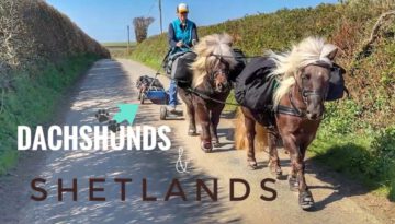 Dachshunds 🐾 & Shetlands 🐴- A Small but Mighty Combination!