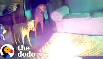 Dog Accidentally Starts House Fire While Owners Aren’t Home