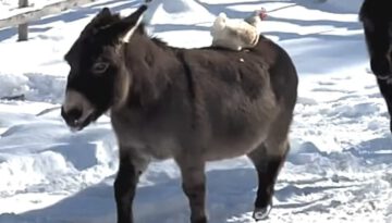 Donkey’s Heartwarming Response to Bullied Chicken