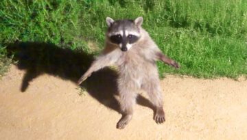 Funniest Animal Videos Ever (Part 1)