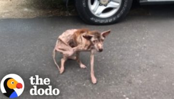 Hairless, Starving Dog Transforms Into A Teddy Bear Four Years Later