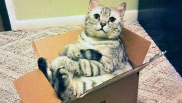 I Thought It Was Just a Box… But My Cat Disagreed!