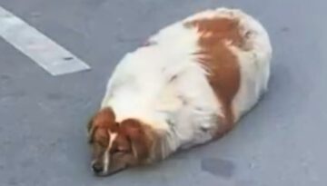 I Took This Sweet Dog Home. Then Came Heartbreak.