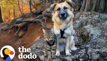 Kitten and Dog With Traumatic Pasts Become Unlikely Soulmates