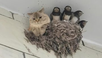 Nature Said ‘No Rules’ and the Cat Agreed