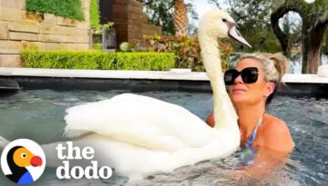 Rescued Swan Loves A Pool Party