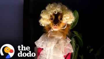 She Heard Strange Noises In Her Home…Then She Checked on Her Dog