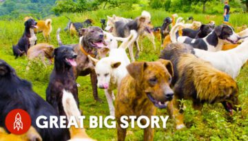 Welcome to the Land of Dogs