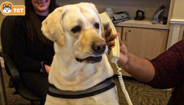 When Your Dogs As Your Daily Dose Of Joy