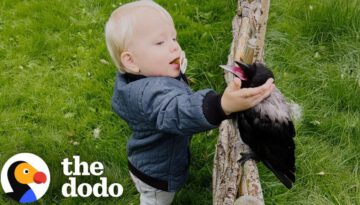 Crow Can’t Wait For His Brother To Come Home From Kindergarten