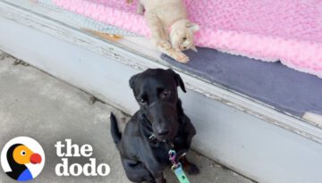 Labrador Falls For A Cat In The Window — So His Mom Adopts Her