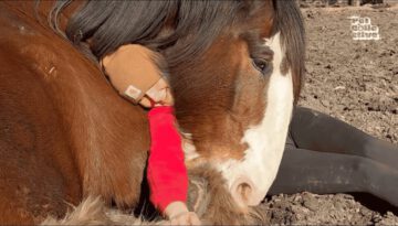 Life Is Beautiful – Adorable Animal Videos to Make You Smile!