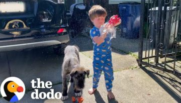 Little Boy Gets A Puppy Who Grows Up To Be ENORMOUS