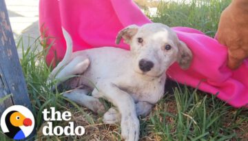 Lonely Puppy Who Wasn’t Moving Slowly Comes Back To Life