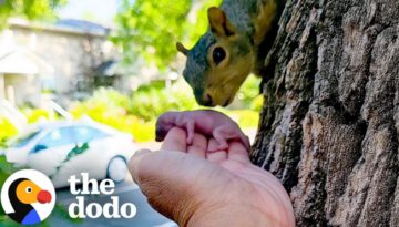 Mama Squirrel Adopts Orphaned Baby