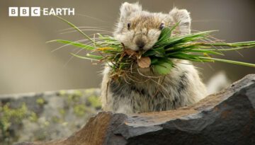Pika: The Tiny Mountain Bandit