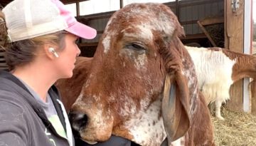 Rejected Bull Just Wants to Be Everyone’s Friend