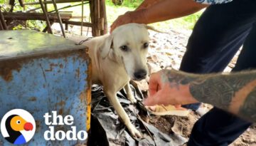 Rescued Dog Tied to Short Chain Can’t Stop Doing Adorable Tippy Taps