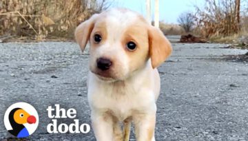 Shaking Puppy Found All Alone Starts Wagging His Tail